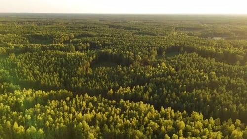 Aerial natural Outdoors panorama of Forests in Latvia, green lush land below peaceful sunset skyline