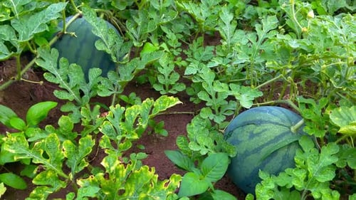fresh young watermelon fruit on the farm