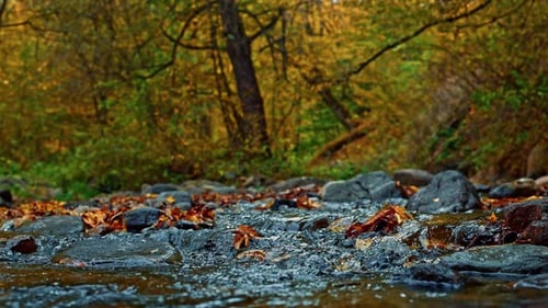River in autumn forest landscape