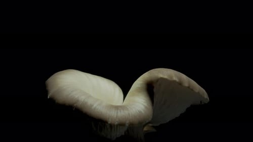 Mushroom Growing in Time Lapse on Black Background