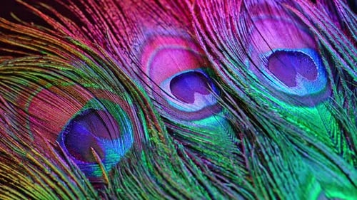 Colorful Peacock Feathers Shifting in Bright Light