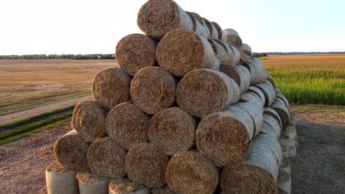 Many Bales Compressed Dry Wheat Straw Twisted Round Rolls on Field Sunset Dawn