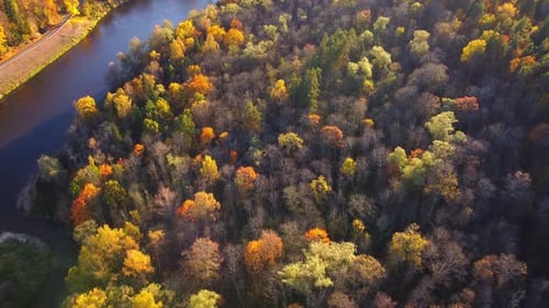 Autumn Nature Aerial Landscape Flight Over River And Brightly Colored Forest, Sigulda Latvia.