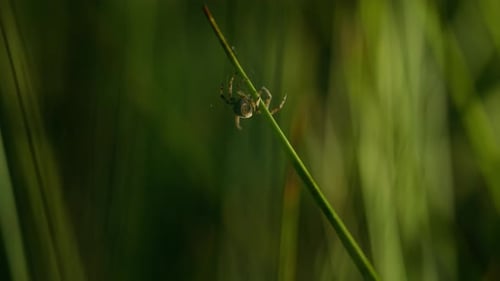 Moving spider on long grass weaving a web, green spider in evening light