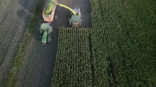 Corn Silage Harvesting with Forage Harvester on Field