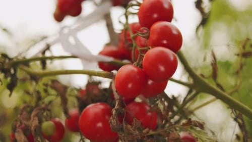 Viele reife Tomaten