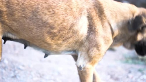 Dog Walking Outdoors on Dirt Path
