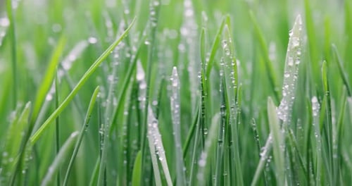 Green grass close-up super macro shooting.