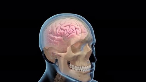 Human Brain and Skull Anatomy with Cerebrospinal Fluid Animation