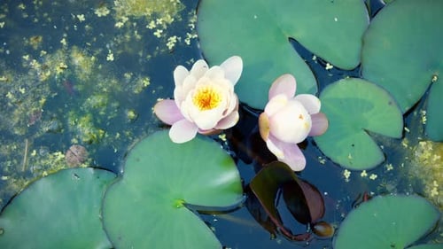 water lily in the morning (Nymphaea) in a natural pond, pink and white water lily, timelapse opening