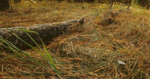 Fallen Old Pine Tree Wood in Autumn Forest Sunlight Sunrays Sunbeams Shine Through Trees In Autumn