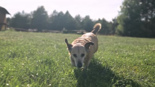 Cute Dog Running Outdoors On A Grass