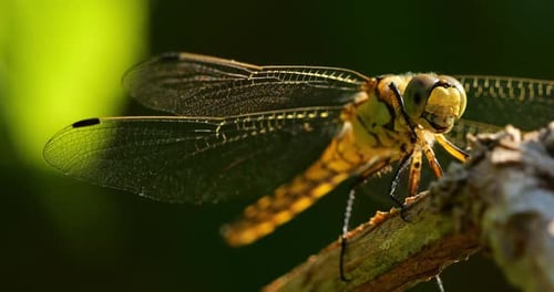 Common Darter dragonfly (Sympetrum striolatum ), Southern France