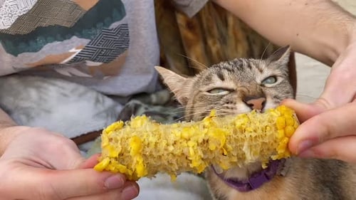 Funny kitty eating a corncob