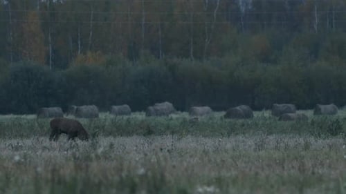 Majestic Deer Grazing in Rural Field