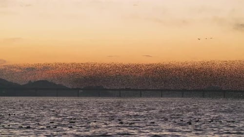 Birds migrating in South Korea during winter.