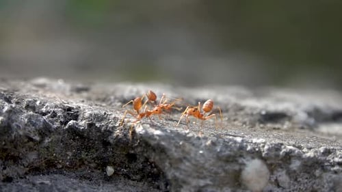 Orangefarbene Feuerameisen, die zusammen auf grauem Felsen laufen, Nahaufnahme