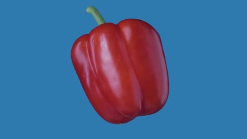 Shiny Red Pepper Slowly Rotating on Blue Background