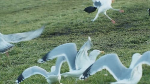 birds seagulls spreading wings and flying while hunting wildlife natural fauna view