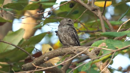 Perched Spotted Owl in Its Natural Habitat Among Green Leaves