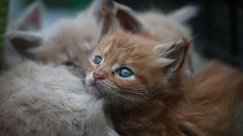Adorable Ginger Kitten Relaxing with Siblings