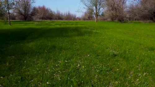 The Drone Flies Low Over the Grass Bright Green Field