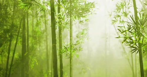 Lush Bamboo Forest with Sunlight Filtering Through the Green Canopy