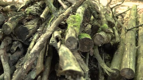 Tasse de branches d'arbres en bois séchées à l'air recouvertes de mousse dans la forêt de Koleczkowo, en Pologne. - Pannin