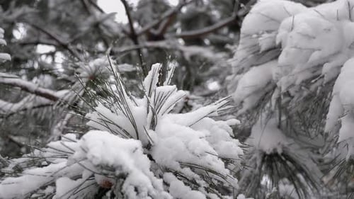 Closeup of Snowcovered Pine Needles in Winter in the Park