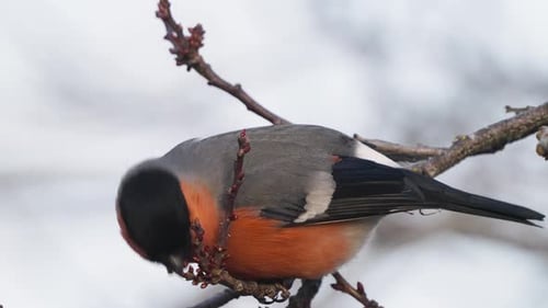 Makroaufnahme eines Eurasischen Dompfaffes in Zeitlupe, der Beeren von einem kleinen Baum frisst