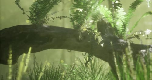 Lush Forest Setting with Ferns and Sunlight Filtering Through Trees