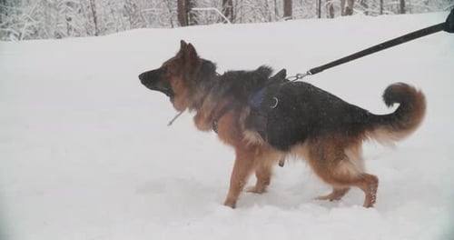 German Shepherd Dog Training