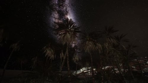 Palm Trees Under Milky Way Night Sky