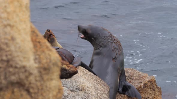 Seals fighting biting and growling at each other while sitting on rocks ...