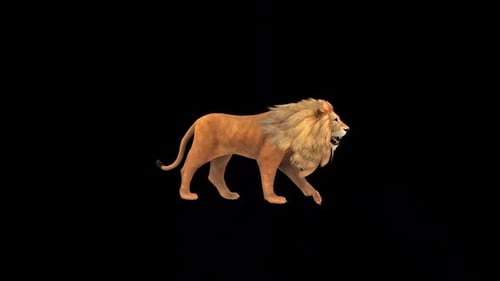 Brown Lion Walk 2