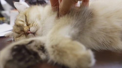 Static close up shot of hand petting a sleeping fluffy cat lying down indoors