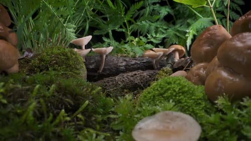 Forest Scene Family of Mushrooms Grew After Rain on Moss and Fallen Tree Macro
