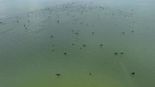 Aerial view of birds flying over water, Bangladesh.