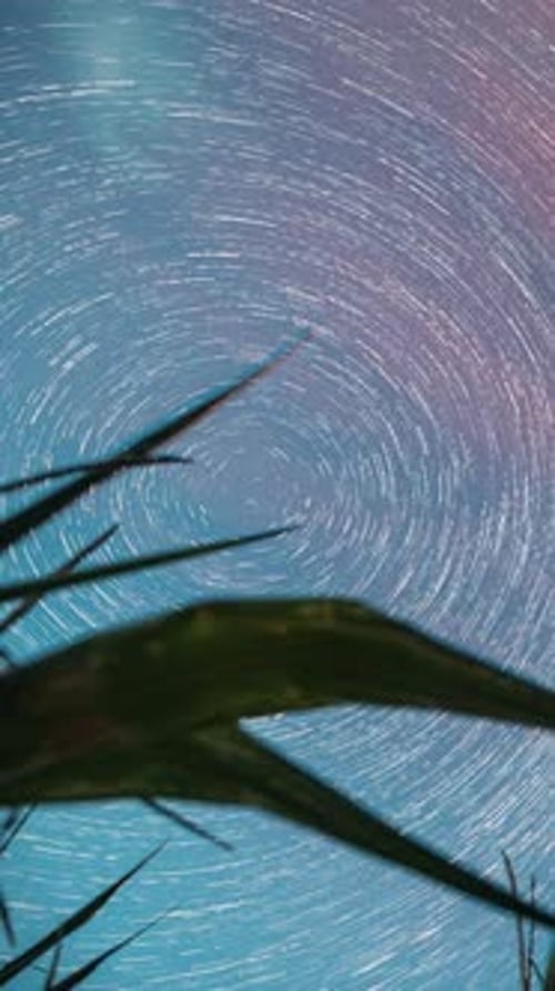 Rotating Star Trails Time Lapse with Green Plants