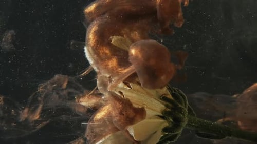 Abstract Cloud of Ink Surrounds Dying White Flower