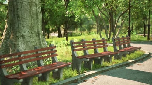 Serene Park Setting with Benches Under Lush Trees in Afternoon Sunlight