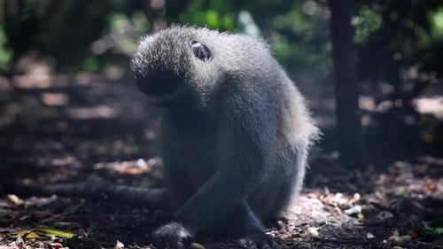 Monkey Searching for Some Food on Ground in Forest