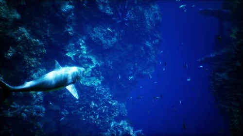 A Large White Shark Swimming in an Aquarium