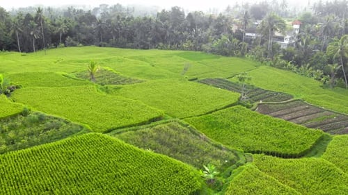 Vibrant green rice fields in Indonesia. Aerial circling
