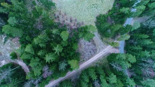 Aerial top down view of tall pine and spruce tree evergreen forest
