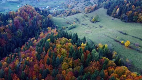 Aerial View From a Drone Autumn Trees in the Forest Coloured with Many Colours