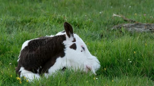 A Young Baby Cow Resting on a Meadow in Ireland