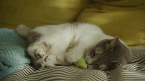 Cat Playing with Toy on Cozy Striped Bed