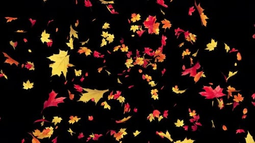 Maple Leaves Explosion on Transparent Alpha 4K