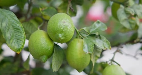 Lime Tree with Fruits Natural Organic Green Lemon on Lemon Tree Outdoor